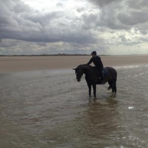 wild-beach-rider